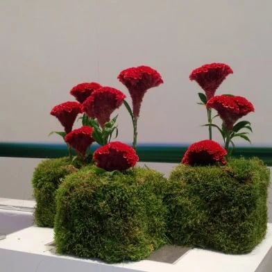 Floristik - Event und Messe - 7